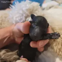 AKC Silver, a  Poodle - Miniature  for sale in China Spring, TX – Photo 1 of 7