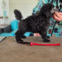 Silver mini boy, a male Poodle - Miniature  for sale in China Spring, TX – 2 of 10