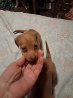 Ladys pink girl, a female Miniature Dachshund for sale in Hardy, AR – 7 of 7
