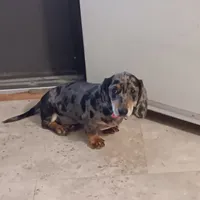 Max, a male Miniature Dachshund for sale in Hardy, AR – 3 of 4