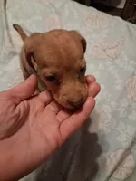 Ladys red dapple isabel, a female Miniature Dachshund for sale in Hardy, AR – 2 of 7