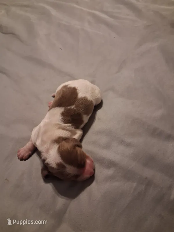 Moooooo, piebald  – Miniature Dachshund puppy for sale in Hardy, AR
