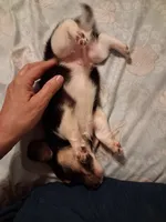 Ladys baby boy, a male Miniature Dachshund for sale in Hardy, AR – 2 of 7