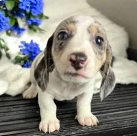 Ladys baby boy, a male Miniature Dachshund for sale in Hardy, AR – 5 of 7