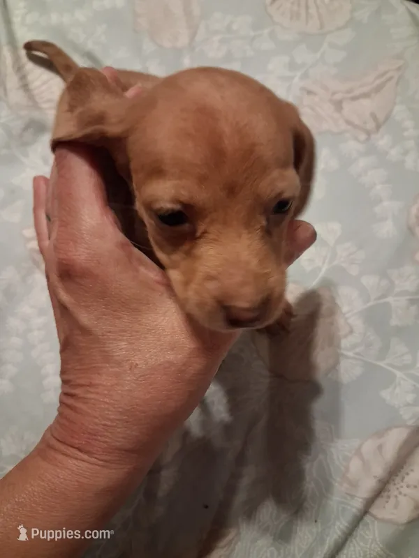 Ladys red dapple isabel – Miniature Dachshund puppy for sale in Hardy, AR
