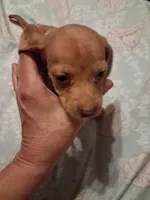 Ladys red dapple isabel, a female Miniature Dachshund for sale in Hardy, AR – 1 of 7