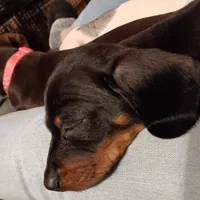 Goldies son 2, a male Miniature Dachshund for sale in Hardy, AR – 4 of 4