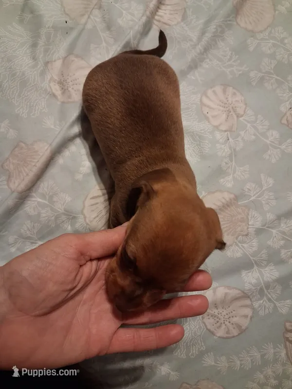 Goldies girl – Miniature Dachshund puppy for sale in Hardy, AR