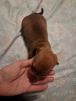 Goldies girl, a female Miniature Dachshund for sale in Hardy, AR – 1 of 4