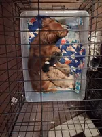 Ladys red dapple isabel, a female Miniature Dachshund for sale in Hardy, AR – 5 of 7