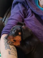Goldies girl, a female Miniature Dachshund for sale in Hardy, AR – 4 of 4