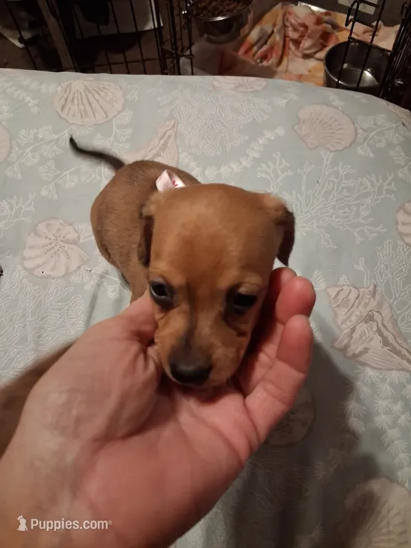 Ladys pink girl – Miniature Dachshund puppy for sale in Hardy, AR