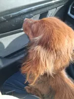 Ladys red dapple isabel, a female Miniature Dachshund for sale in Hardy, AR – 4 of 7