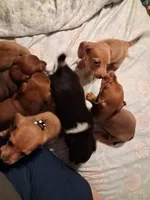 Ladys red dapple isabel, a female Miniature Dachshund for sale in Hardy, AR – 3 of 7