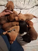 Ladys girl 2, a female Miniature Dachshund for sale in Hardy, AR – 2 of 6