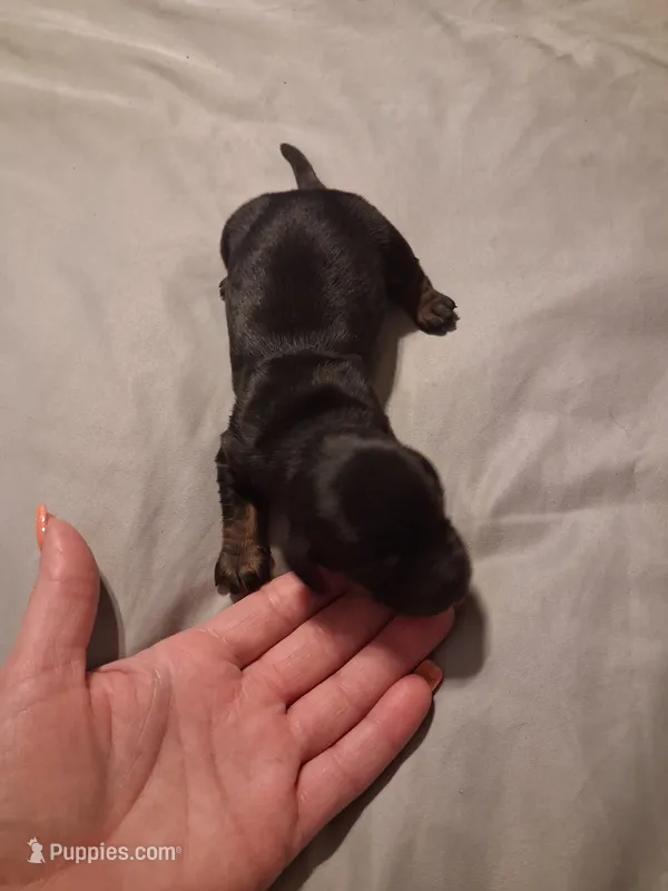 Max – Miniature Dachshund puppy for sale in Hardy, AR