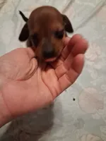 Goldies son 1, a male Miniature Dachshund for sale in Hardy, AR – 2 of 4