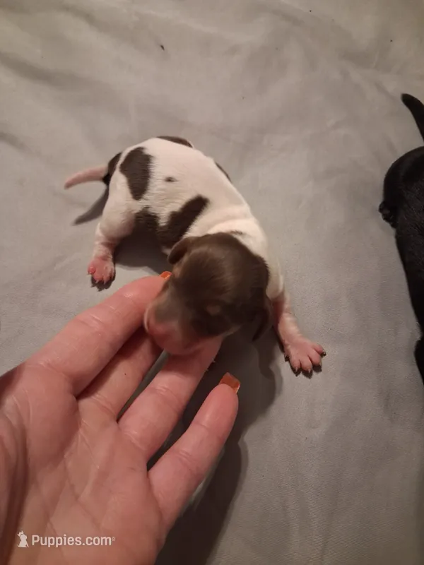 Coco, chocolate piebald – Miniature Dachshund puppy for sale in Hardy, AR