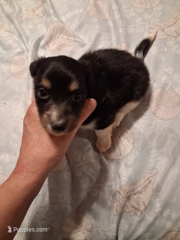Ladys baby boy – Miniature Dachshund puppy for sale in Hardy, AR