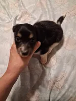 Ladys baby boy, a male Miniature Dachshund for sale in Hardy, AR – 1 of 7
