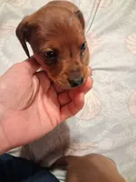 Goldies son 2, a male Miniature Dachshund for sale in Hardy, AR – 2 of 4