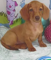 Goldies girl, a female Miniature Dachshund for sale in Hardy, AR – 3 of 4