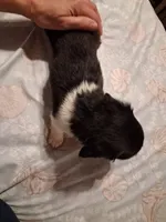 Ladys baby boy, a male Miniature Dachshund for sale in Hardy, AR – 3 of 7