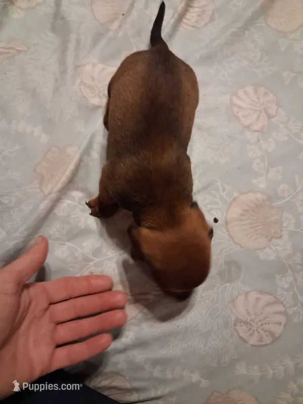 Goldies son 1 – Miniature Dachshund puppy for sale in Hardy, AR