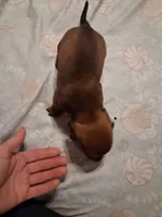 Goldies son 1, a male Miniature Dachshund for sale in Hardy, AR – 1 of 4