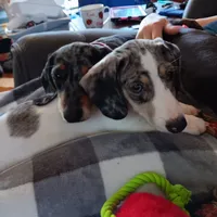 Ladys girl 2, a female Miniature Dachshund for sale in Hardy, AR – 6 of 6