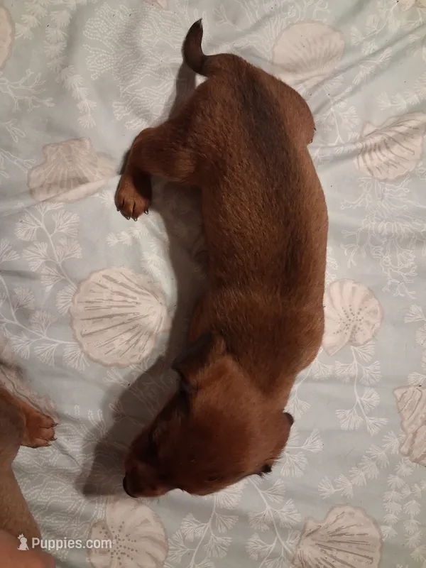 Goldies son 2 – Miniature Dachshund puppy for sale in Hardy, AR
