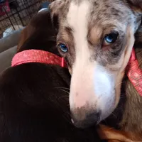 Ladys baby boy, a male Miniature Dachshund for sale in Hardy, AR – 6 of 7