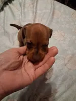 Goldies girl, a female Miniature Dachshund for sale in Hardy, AR – 2 of 4