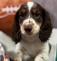 Max, a male Miniature Dachshund for sale in Hardy, AR – 2 of 4