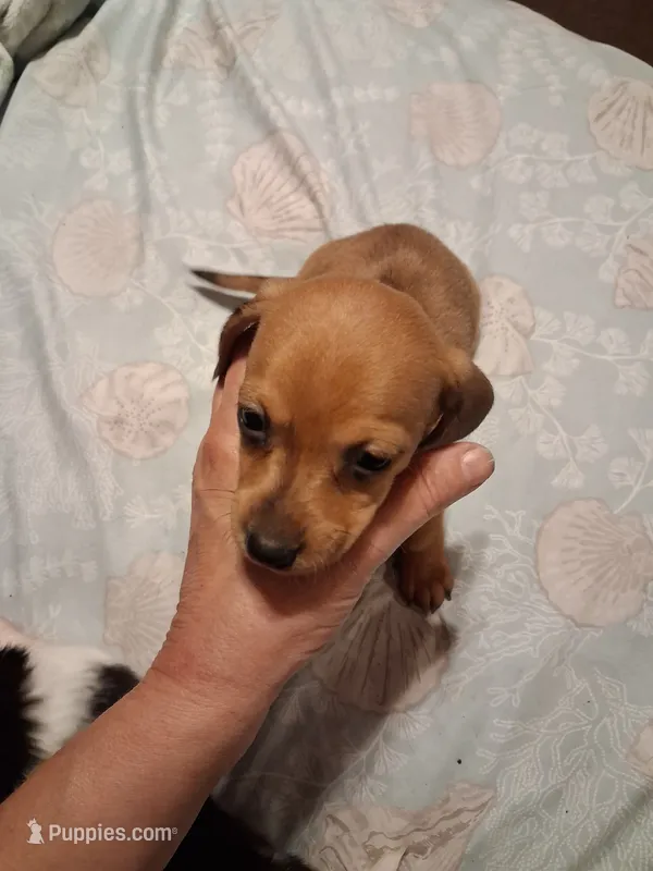 Ladys girl 2 – Miniature Dachshund puppy for sale in Hardy, AR