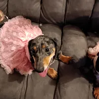 Moooooo, piebald , a female Miniature Dachshund for sale in Hardy, AR – 5 of 6