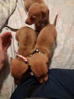 Ladys pink girl, a female Miniature Dachshund for sale in Hardy, AR – 3 of 7
