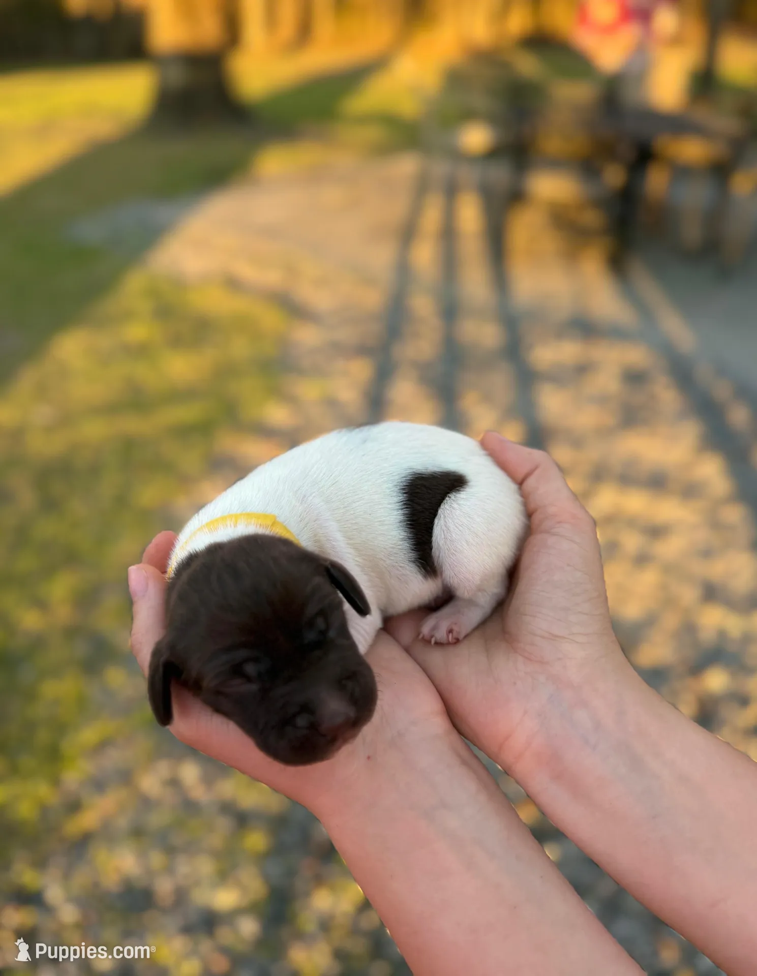 Belle Watling , a female German Shorthaired Pointer for sale in Aynor, SC – Photo 4 of 4