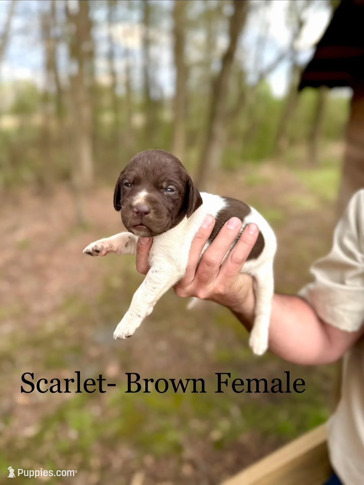 Scarlet , a female German Shorthaired Pointer for sale in Aynor, SC – Photo 2 of 3