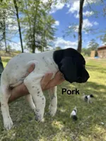 Pork , a male German Shorthaired Pointer for sale in Aynor, SC – 4 of 7
