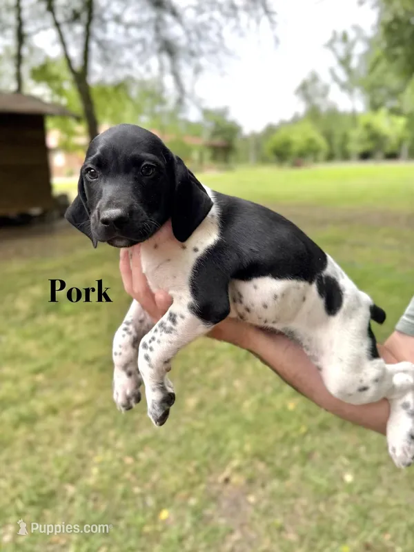 Pork  – German Shorthaired Pointer puppy for sale in Aynor, SC