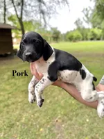 Pork , a male German Shorthaired Pointer for sale in Aynor, SC – 1 of 7