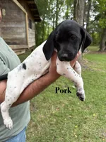 Pork , a male German Shorthaired Pointer for sale in Aynor, SC – 2 of 7