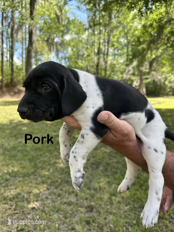 Pork  – German Shorthaired Pointer puppy for sale in Aynor, SC