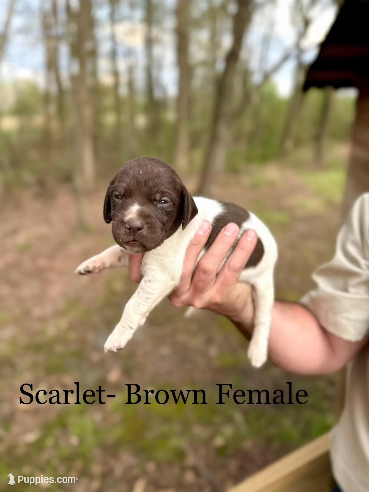 Scarlet  – German Shorthaired Pointer puppy for sale in Aynor, SC
