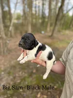 Big Sam , a male German Shorthaired Pointer for sale in Aynor, SC – Photo 2 of 4
