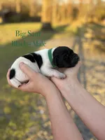 Big Sam , a male German Shorthaired Pointer for sale in Aynor, SC – Photo 4 of 4