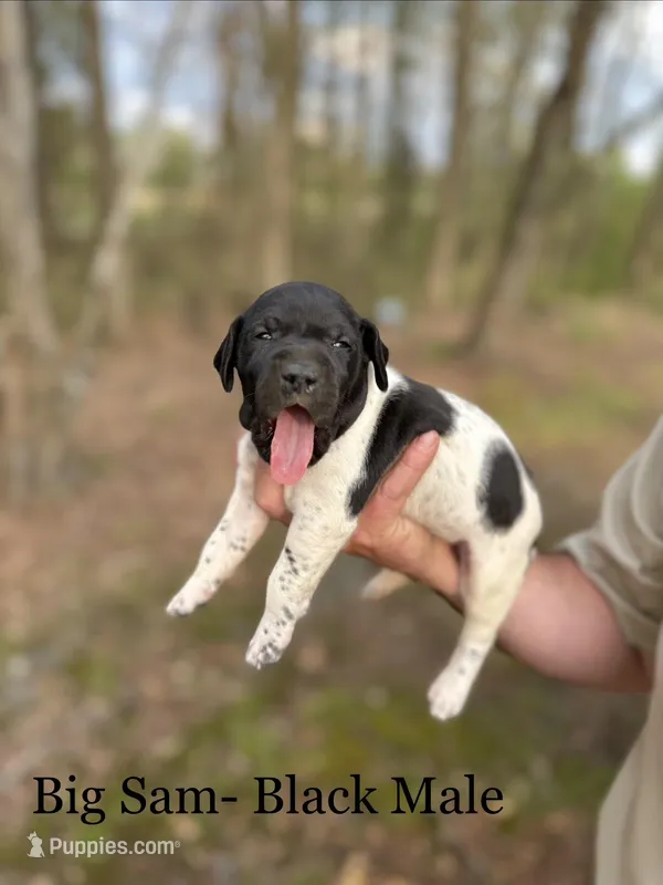 Big Sam  – German Shorthaired Pointer puppy for sale in Aynor, SC
