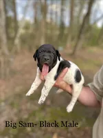 Big Sam , a male German Shorthaired Pointer for sale in Aynor, SC – Photo 1 of 4
