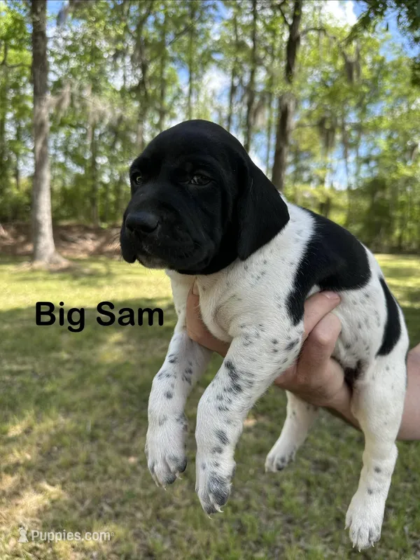 Big Sam  – German Shorthaired Pointer puppy for sale in Aynor, SC